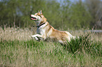 running Siberian Husky