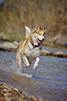 running Siberian Husky