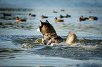 Siberian Husky swims in the lake