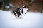 running Siberian Husky