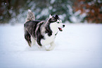 running Siberian Husky