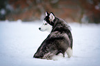 sitting Siberian Husky