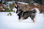 standing Siberian Husky