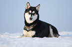 lying Siberian Husky