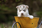 Husky Puppy wheelbarrow