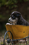 Husky Puppy wheelbarrow