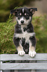 standing Husky Puppy