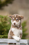 Husky Puppy