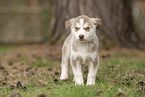 standing Husky Puppy