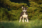 standing Husky Puppy