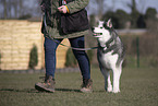 Siberian Husky at training