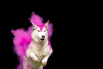 Siberian Husky at Holi shooting