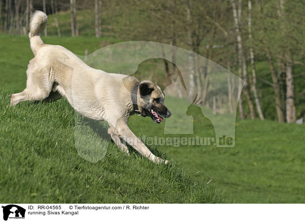 rennender / running Sivas Kangal / RR-04565