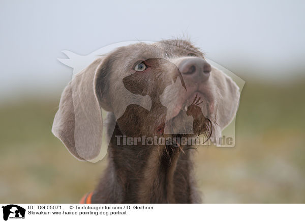 Slovakian wire-haired pointing dog portrait / DG-05071
