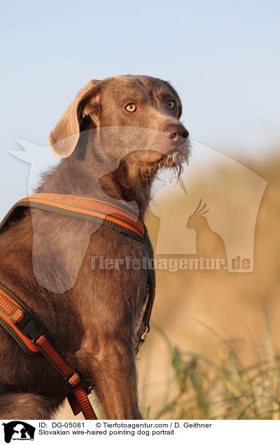 Slovakian wire-haired pointing dog portrait / DG-05081