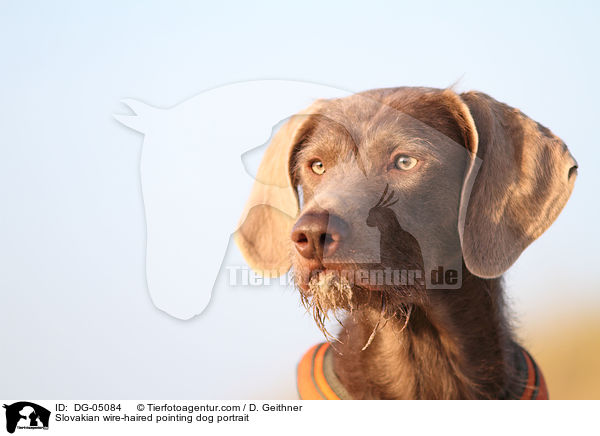 Slovakian wire-haired pointing dog portrait / DG-05084