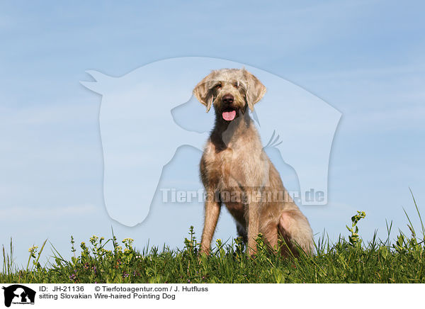 sitting Slovakian Wire-haired Pointing Dog / JH-21136