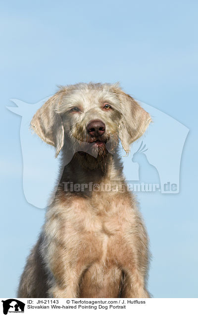 Slovakian Wire-haired Pointing Dog Portrait / JH-21143
