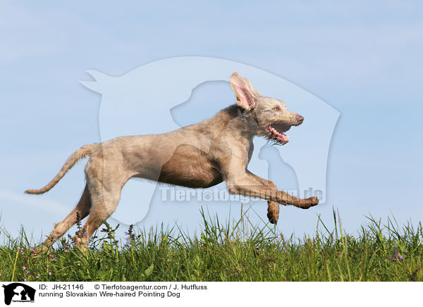 running Slovakian Wire-haired Pointing Dog / JH-21146