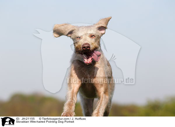 Slovakian Wire-haired Pointing Dog Portrait / JH-21155
