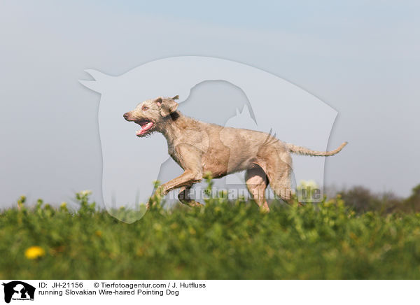 running Slovakian Wire-haired Pointing Dog / JH-21156