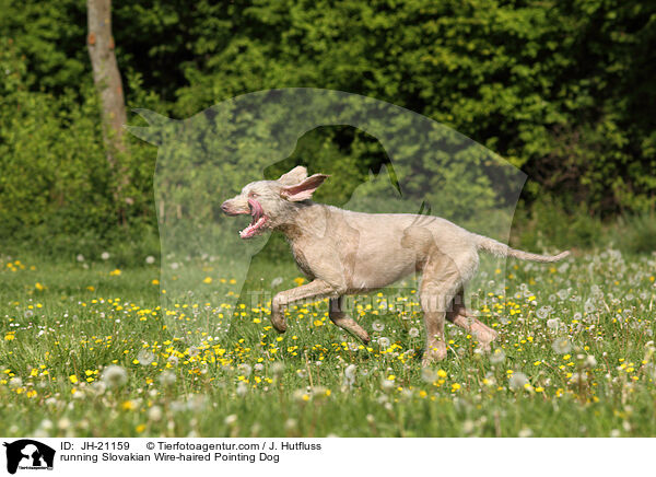 running Slovakian Wire-haired Pointing Dog / JH-21159