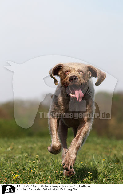 running Slovakian Wire-haired Pointing Dog / JH-21169