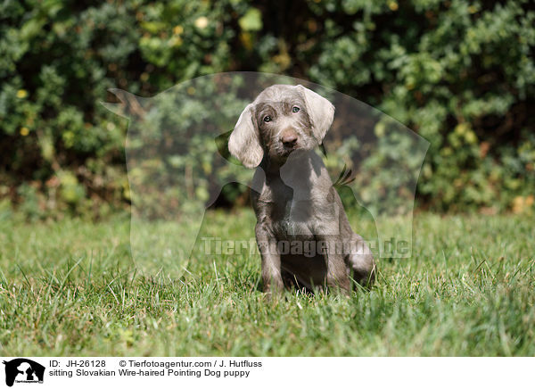 sitting Slovakian Wire-haired Pointing Dog puppy / JH-26128