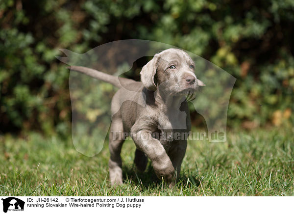 running Slovakian Wire-haired Pointing Dog puppy / JH-26142