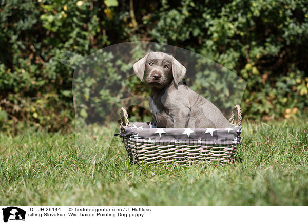 sitting Slovakian Wire-haired Pointing Dog puppy / JH-26144