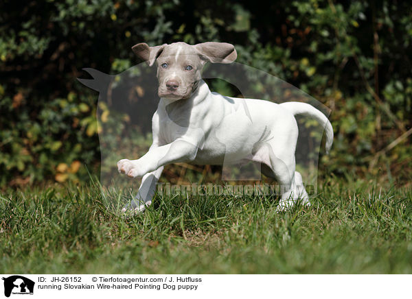 running Slovakian Wire-haired Pointing Dog puppy / JH-26152