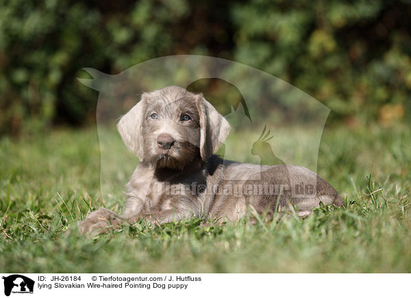 liegender Slowakischer Rauhbart Welpe / lying Slovakian Wire-haired Pointing Dog puppy / JH-26184
