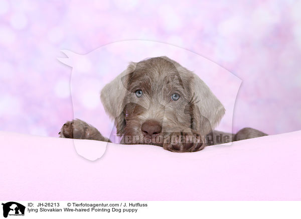 lying Slovakian Wire-haired Pointing Dog puppy / JH-26213