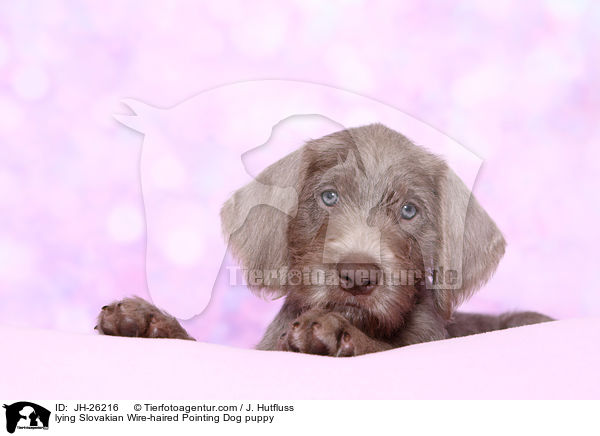lying Slovakian Wire-haired Pointing Dog puppy / JH-26216