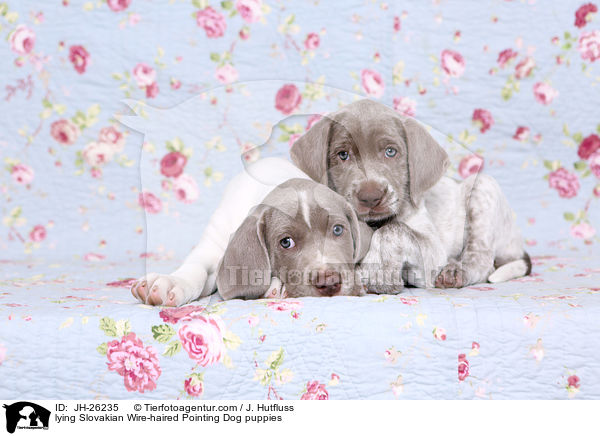 lying Slovakian Wire-haired Pointing Dog puppies / JH-26235