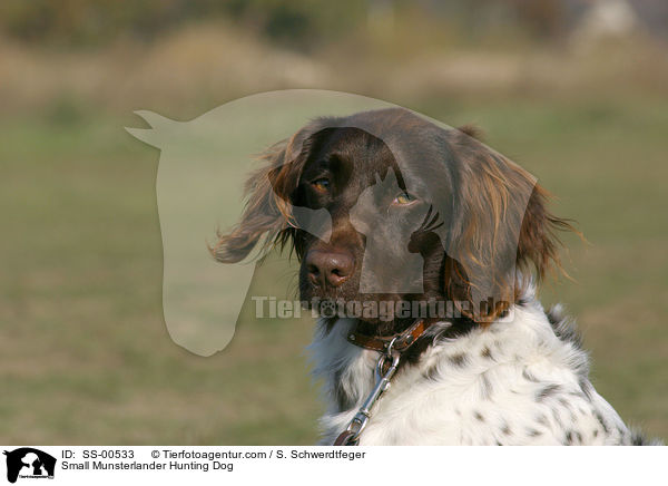 Kleiner Mnsterlnder / Small Munsterlander Hunting Dog / SS-00533