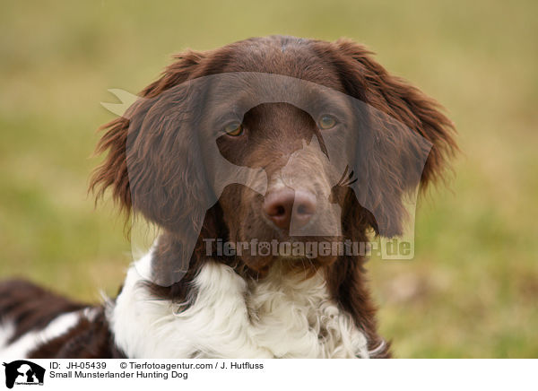 Small Munsterlander Hunting Dog / JH-05439