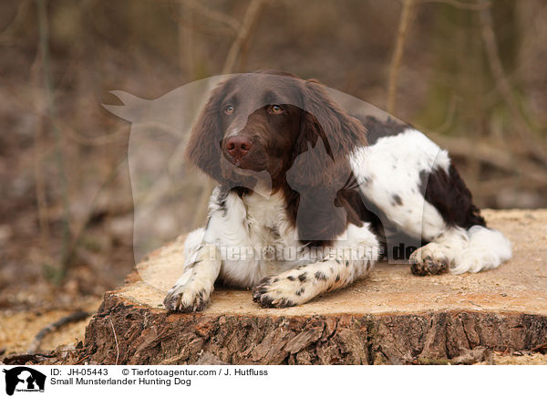 Small Munsterlander Hunting Dog / JH-05443