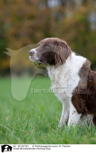 Small Munsterlander Hunting Dog / KF-02181