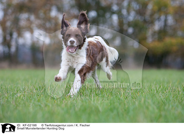 Small Munsterlander Hunting Dog / KF-02186