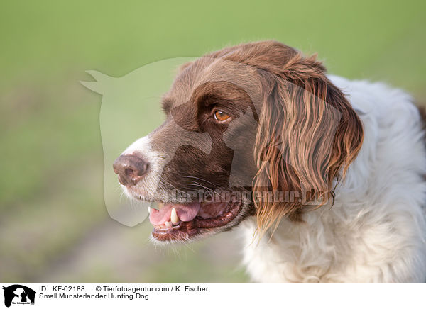 Small Munsterlander Hunting Dog / KF-02188
