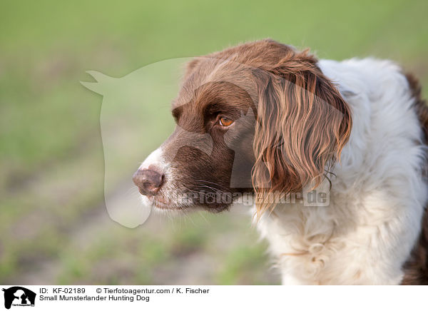 Small Munsterlander Hunting Dog / KF-02189