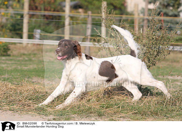 Kleiner Mnsterlnder / Small Munsterlander Hunting Dog / BM-02096