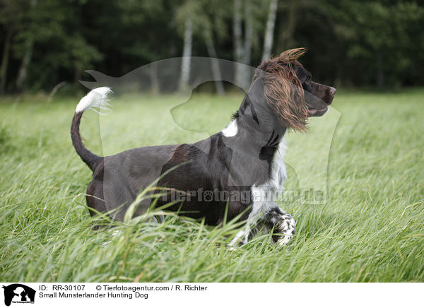 Small Munsterlander Hunting Dog / RR-30107