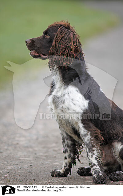 Small Munsterlander Hunting Dog / RR-30112