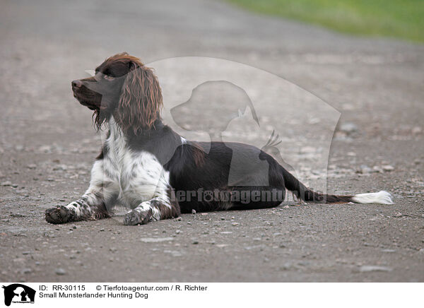 Small Munsterlander Hunting Dog / RR-30115