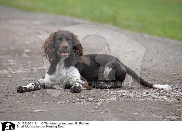 Kleiner Mnsterlnder / Small Munsterlander Hunting Dog / RR-30119