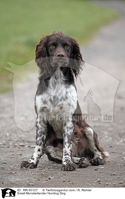 Small Munsterlander Hunting Dog / RR-30127