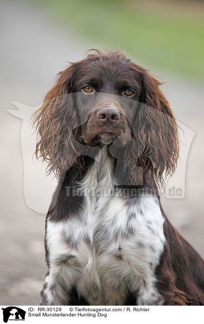 Kleiner Mnsterlnder / Small Munsterlander Hunting Dog / RR-30129