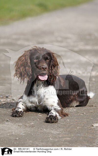 Kleiner Mnsterlnder / Small Munsterlander Hunting Dog / RR-30141